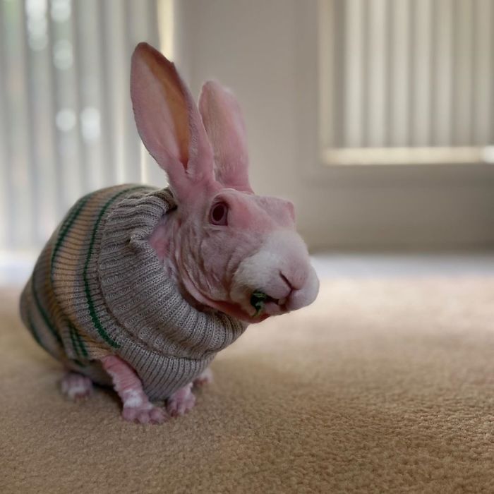 A unique bald rabbit was saved from euthanasia and made a star of ...