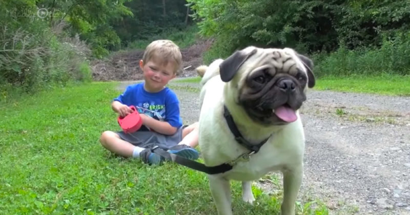 El niño pequeño paseando a su perro por primera vez es una diversión vicaria muy buena.