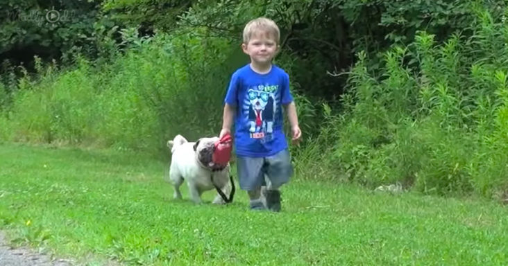 El niño pequeño paseando a su perro por primera vez es una diversión vicaria muy buena.