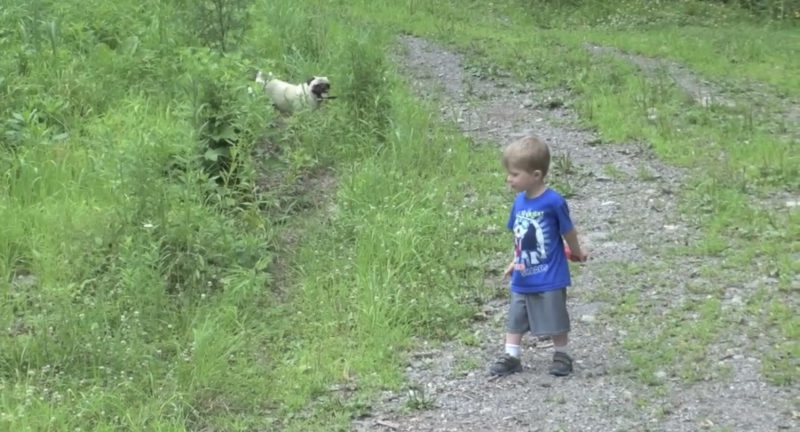 El niño pequeño paseando a su perro por primera vez es una diversión vicaria muy buena.