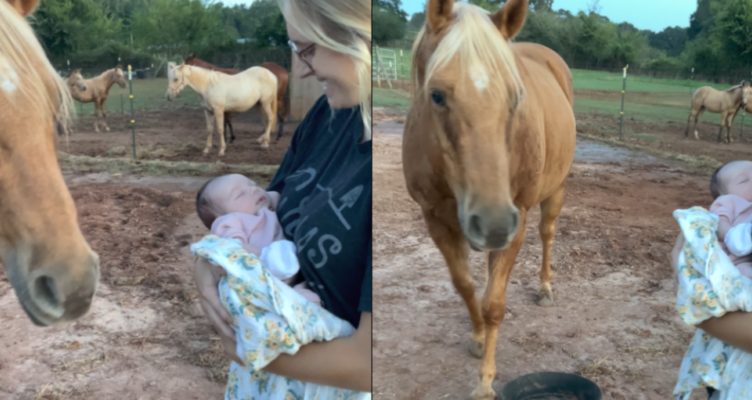 ¡Un caballo amable se encuentra por primera vez con un recién nacido! ¡Mira el adorable momento aquí!