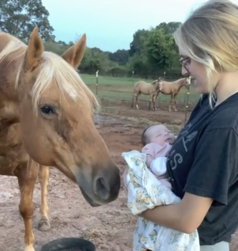 ¡Un caballo amable se encuentra por primera vez con un recién nacido! ¡Mira el adorable momento aquí!