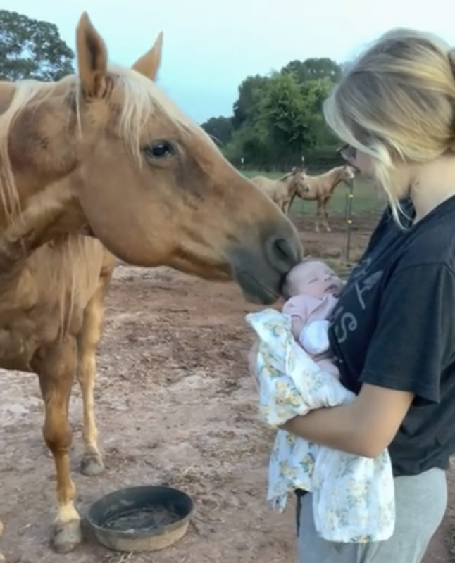 ¡Un caballo amable se encuentra por primera vez con un recién nacido! ¡Mira el adorable momento aquí!