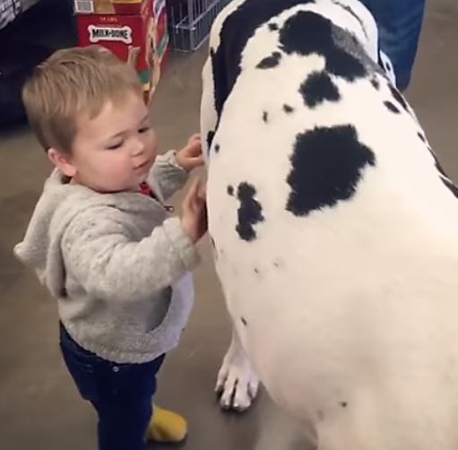 Mira cómo un niño pequeño y un perro gigante forman un vínculo inquebrantable en una tienda de mascotas. ¡Prepárate para momentos conmovedores!
