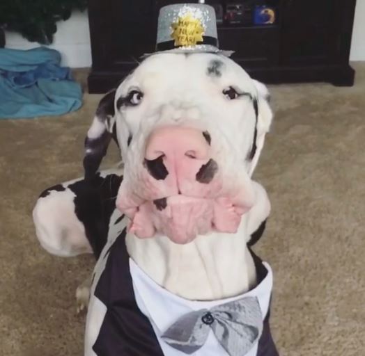 Mira cómo un niño pequeño y un perro gigante forman un vínculo inquebrantable en una tienda de mascotas. ¡Prepárate para momentos conmovedores!