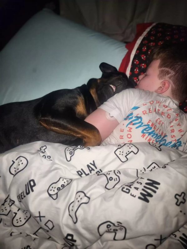 Una perra adormece a su hermano con cariñosos abrazos, lo que finalmente salva su vida.
