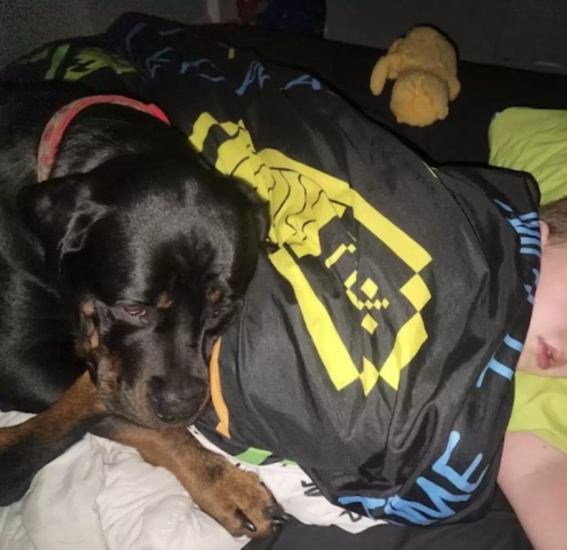 Una perra adormece a su hermano con cariñosos abrazos, lo que finalmente salva su vida.