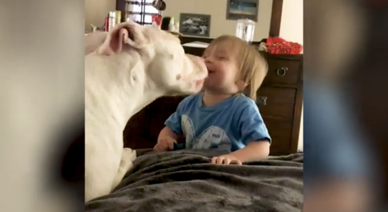 Los bebés estallan en risas cuando los perros hacen las cosas más encantadoras.