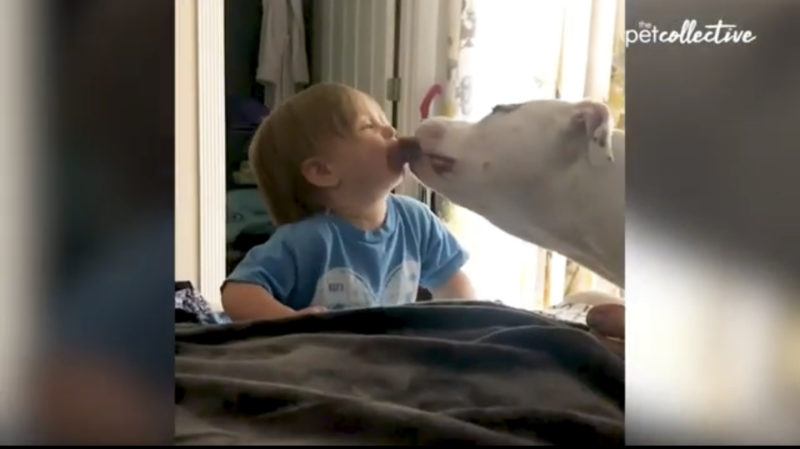Los bebés estallan en risas cuando los perros hacen las cosas más encantadoras.