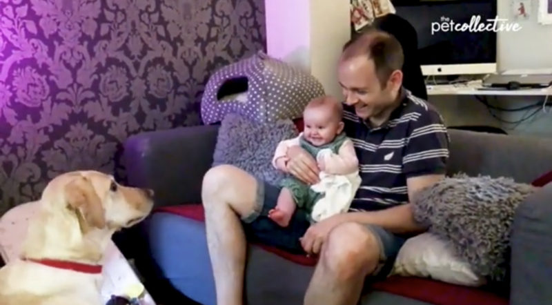 Los bebés estallan en risas cuando los perros hacen las cosas más encantadoras.
