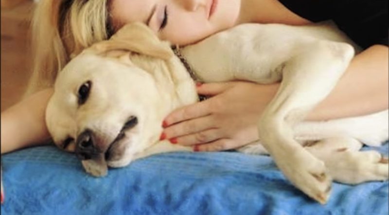 Cuando su humano murió, este perro leal estaba desconsolado, y luego sucedió lo inesperado...