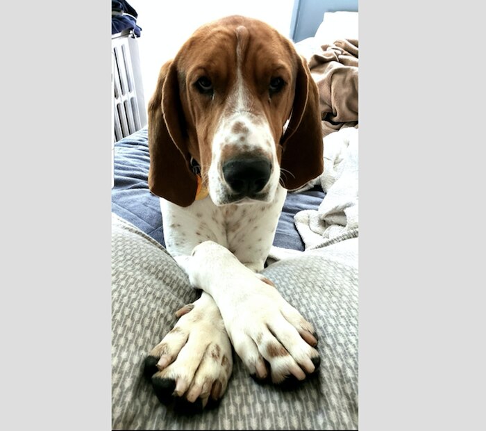 ¡Historia del día! Un perro callejero salva a tres niños pequeños de ser secuestrados en su casa.