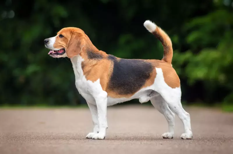 ¡Historia del día! Un perro callejero salva a tres niños pequeños de ser secuestrados en su casa.