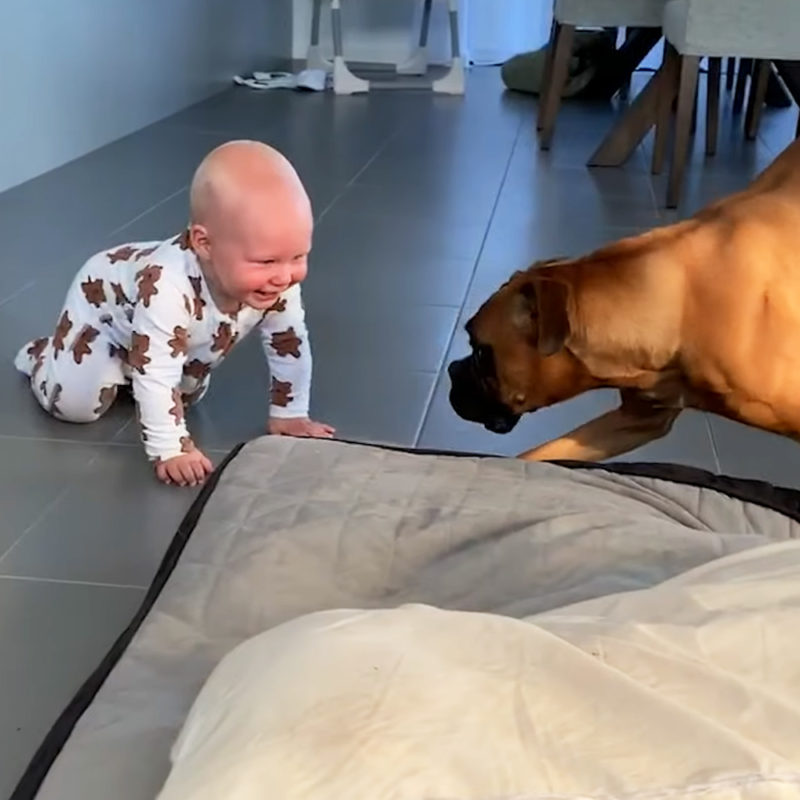 Los bebés estallan en risas cuando los perros hacen las cosas más adorables.