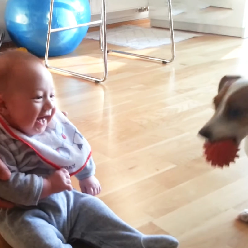 Los bebés estallan en risas cuando los perros hacen las cosas más adorables.