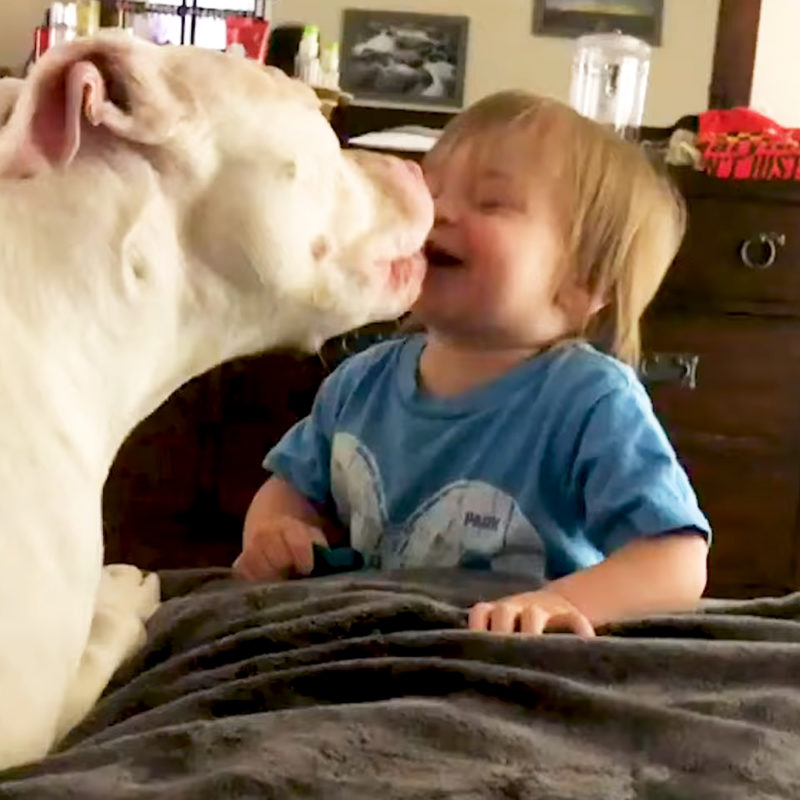 Los bebés estallan en risas cuando los perros hacen las cosas más adorables.