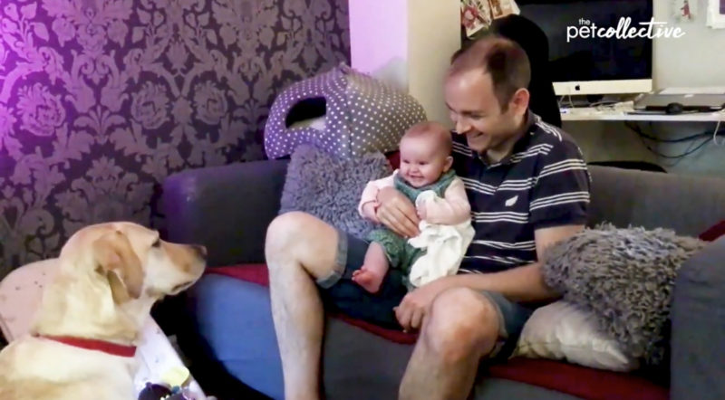 Los bebés estallan en risas cuando los perros hacen las cosas más adorables.