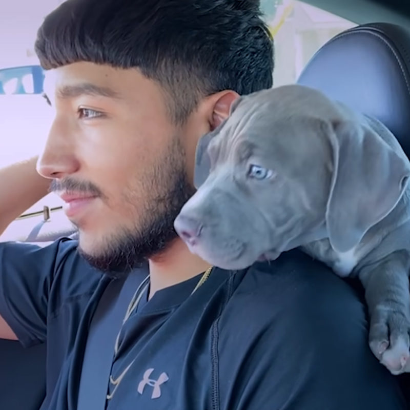 El Pitbull está emocionado de conocer a su hermanito humano y hace lo más lindo posible.