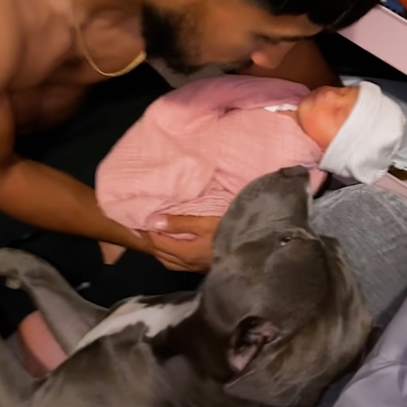 El Pitbull está emocionado de conocer a su hermanito humano y hace lo más lindo posible.