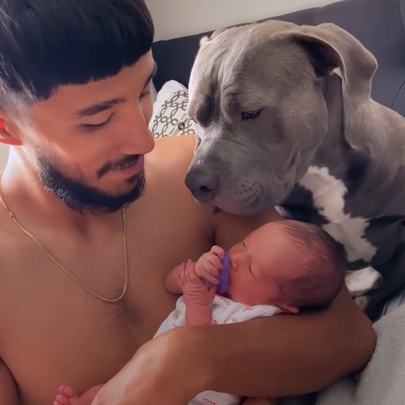 El Pitbull está emocionado de conocer a su hermanito humano y hace lo más lindo posible.