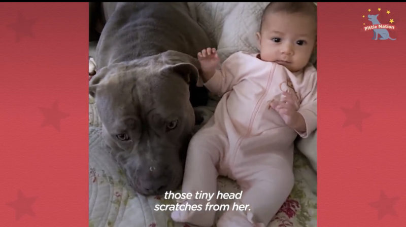 El Pitbull está emocionado de conocer a su hermanito humano y hace lo más lindo posible.