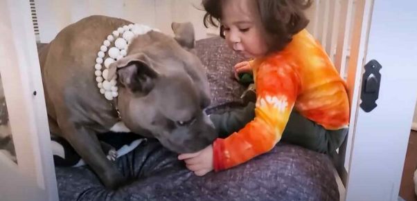 Una mamá Pittie desechable se convierte en la mejor amiga del hermanito.