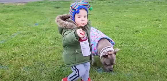 Una mamá Pittie desechable se convierte en la mejor amiga del hermanito.