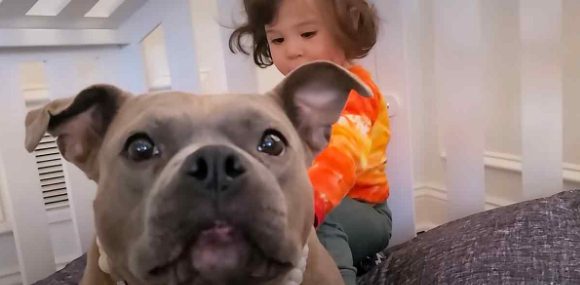 Una mamá Pittie desechable se convierte en la mejor amiga del hermanito.