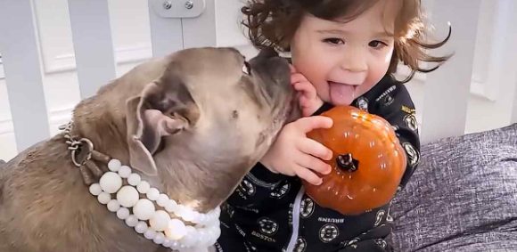 Una mamá Pittie desechable se convierte en la mejor amiga del hermanito.