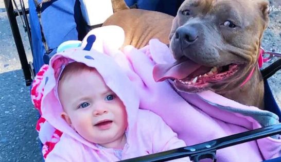 Cachorra Pittie que antes no podía caminar ahora persigue a su hermanita menor.
