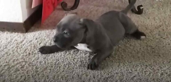Cachorra Pittie que antes no podía caminar ahora persigue a su hermanita menor.