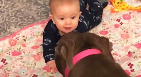 Cachorra Pittie que antes no podía caminar ahora persigue a su hermanita menor.