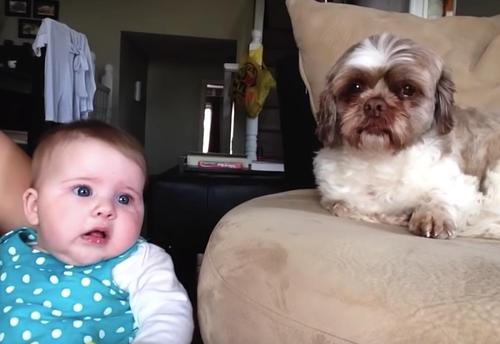 El bebé y el perro se pelean de un lado a otro, y este es el video más gracioso que verás hoy...