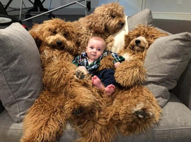 La grande amitié du bébé de 6 mois et des adorables. Des photos qui égayeront votre journée.