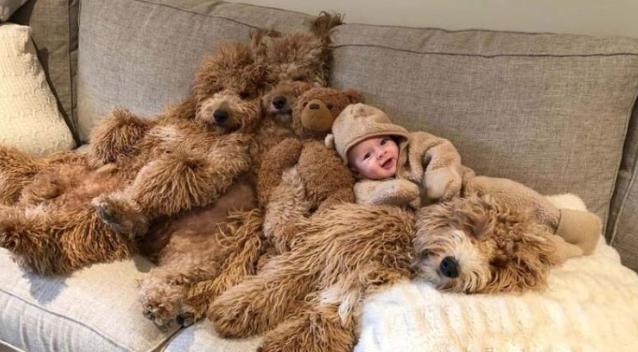 La grande amitié du bébé de 6 mois et des adorables. Des photos qui égayeront votre journée.