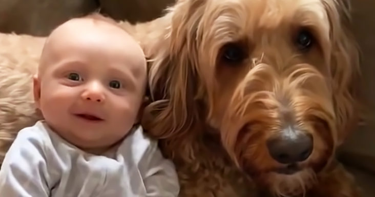 "Labradoodle parlante dice 'Te quiero' a su hermanito humano"