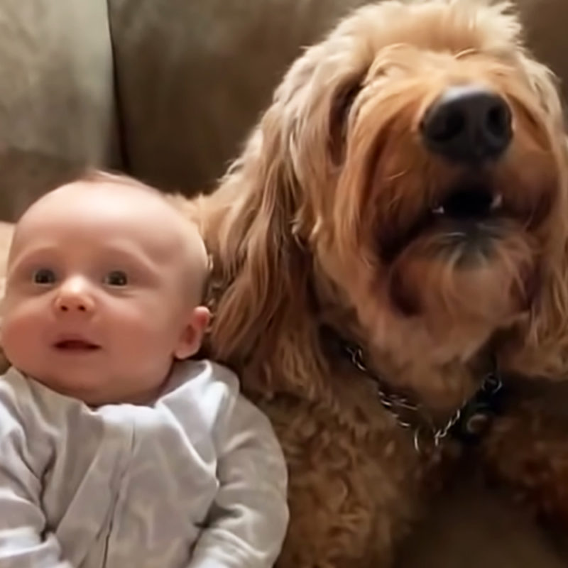 "Labradoodle parlante dice 'Te quiero' a su hermanito humano"