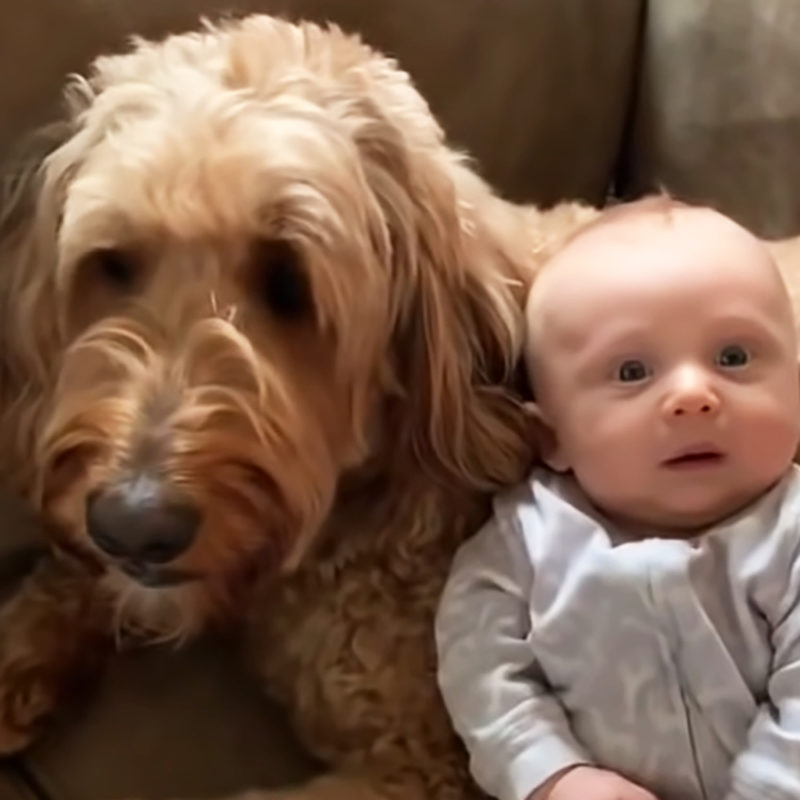 "Labradoodle parlante dice 'Te quiero' a su hermanito humano"