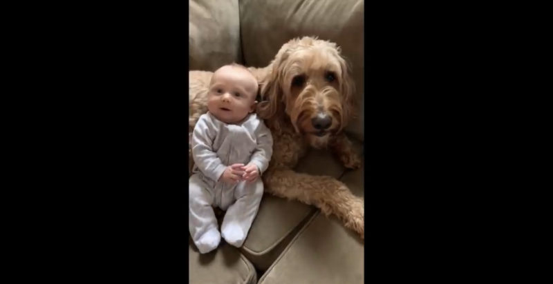 "Labradoodle parlante dice 'Te quiero' a su hermanito humano"