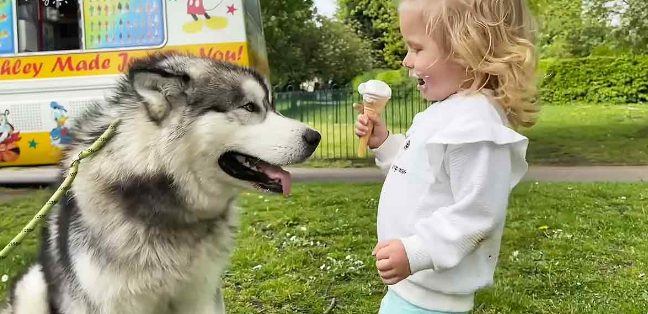 Una niña pequeña y un Husky gigante dan un paseo y comparten un helado.