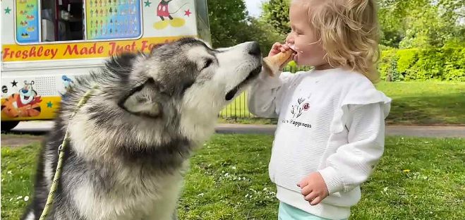 Una niña pequeña y un Husky gigante dan un paseo y comparten un helado.