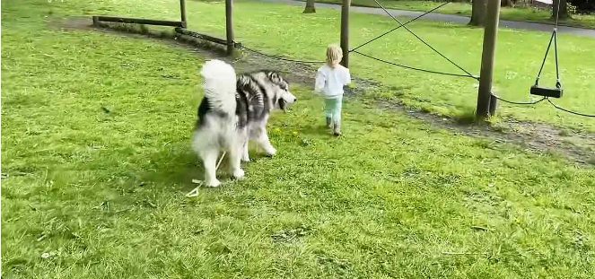 Una niña pequeña y un Husky gigante dan un paseo y comparten un helado.