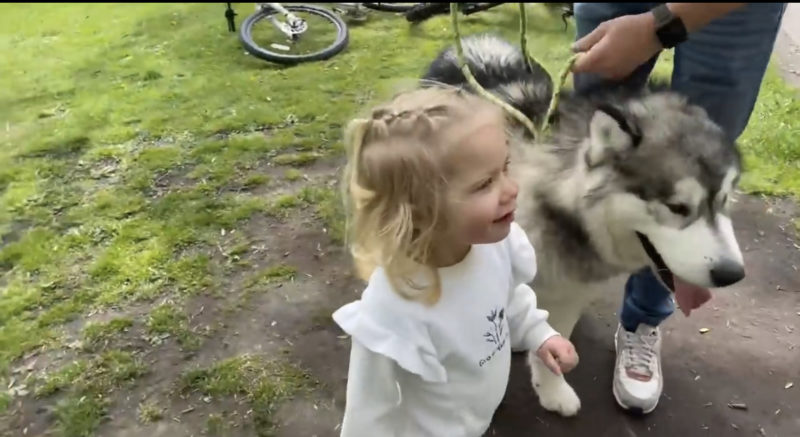 Una niña pequeña y un Husky gigante dan un paseo y comparten un helado.