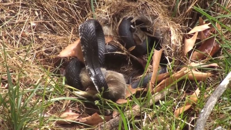 Mira a una mamá conejo pateando duramente a una serpiente que está atacando a sus crías.