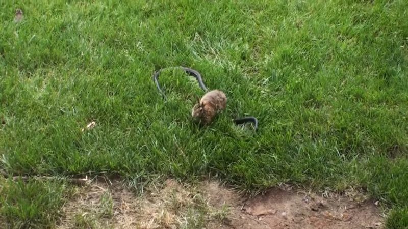 Mira a una mamá conejo pateando duramente a una serpiente que está atacando a sus crías.