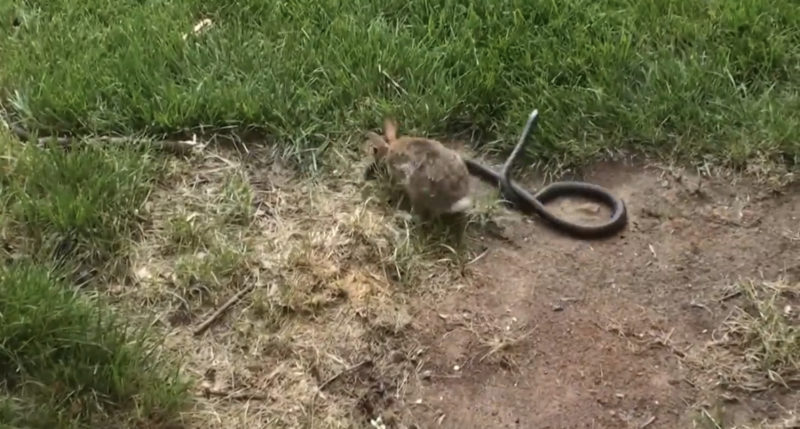 Mira a una mamá conejo pateando duramente a una serpiente que está atacando a sus crías.