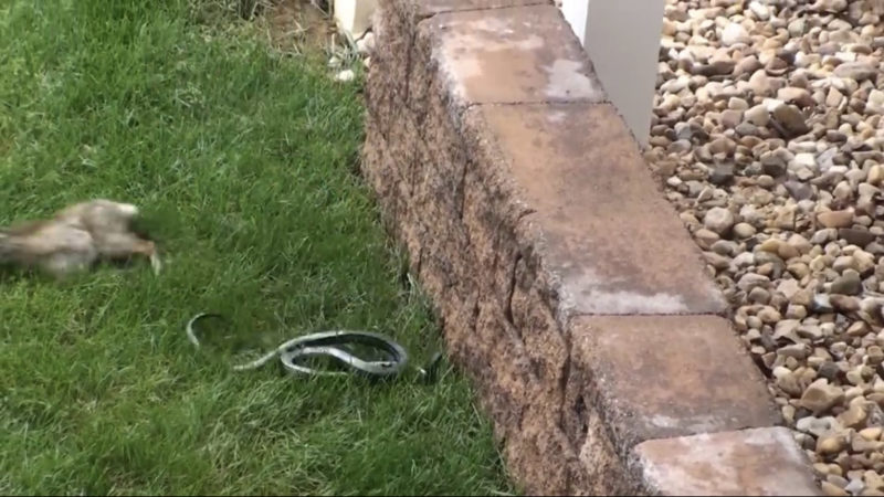 Mira a una mamá conejo pateando duramente a una serpiente que está atacando a sus crías.