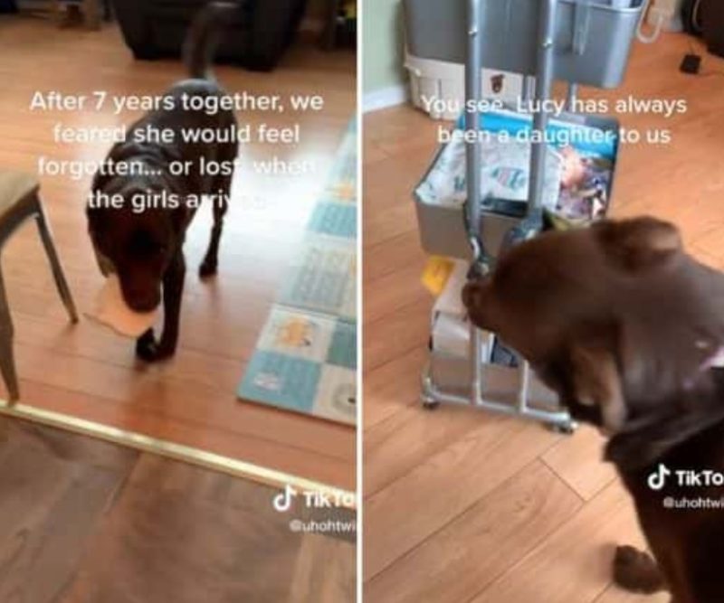 MIRA: La ayuda del perro con los gemelos recién nacidos lo convierte en una sensación en Internet: 'Es el ángel guardián de mis niñas'.