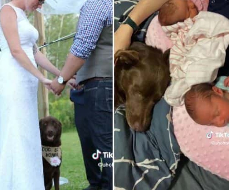 MIRA: La ayuda del perro con los gemelos recién nacidos lo convierte en una sensación en Internet: 'Es el ángel guardián de mis niñas'.