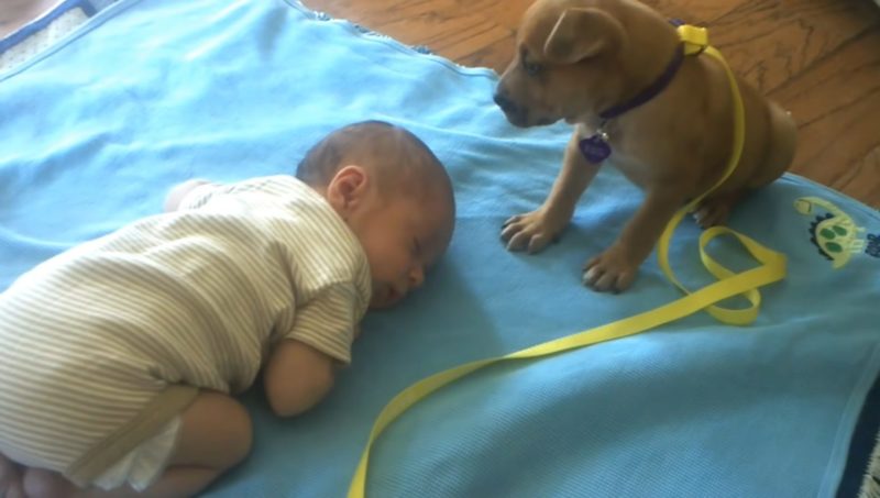 El bebé se queda dormido. Su nueva mascota espera a su lado y luego derrite el corazón de todos a la 1:47.